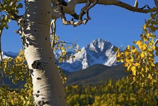 USA, Colorado, Rocky Mountains, San Juan Mountains. An aspen tree frames Mt. Sneffels