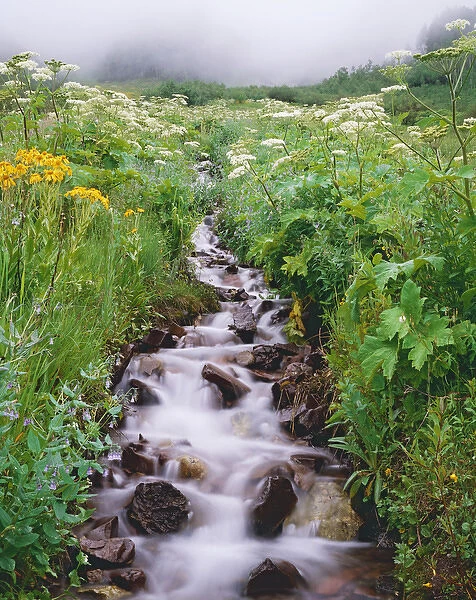 USA, Colorado, Rocky Mountains. Stream flows down hillside