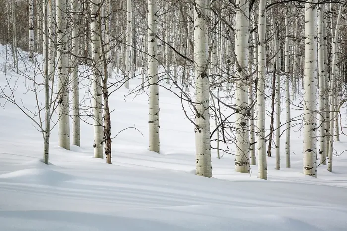 Framed Print : USA, Colorado, Routt County. Steamboat Springs, Bare aspen trees in winter
