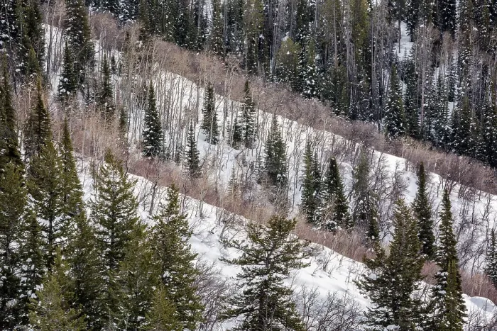 Framed Print : USA, Colorado, Routt County. Steamboat Springs, Ridges of aspen trees and conifers