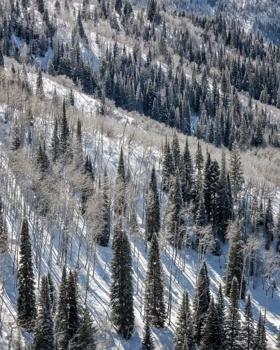 Framed Print : USA, Colorado, Routt County, Steamboat Springs, Ridges of aspen trees and conifers