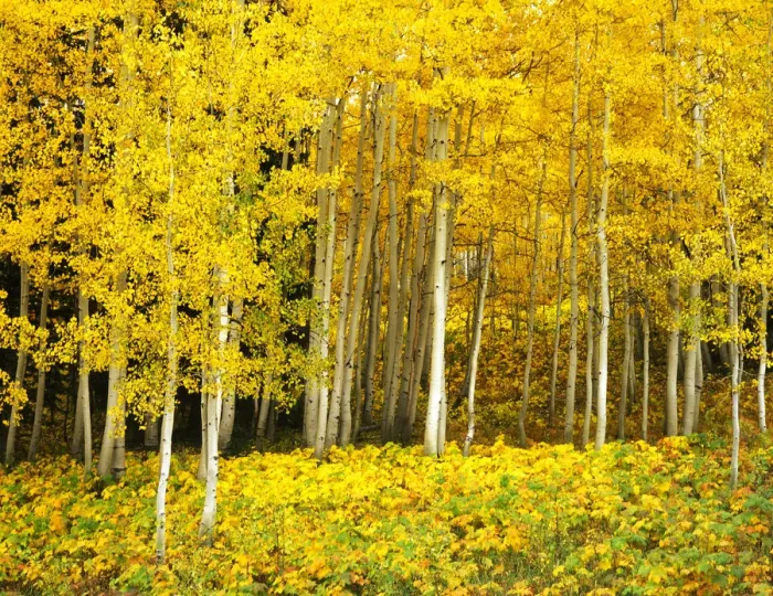 Framed Print : USA, Colorado, Routt NF, Quaking Aspen Grove (Populus tremuloides) Framed Print : USA, Colorado, Routt NF, Quaking Aspen Grove (Populus tremuloides)