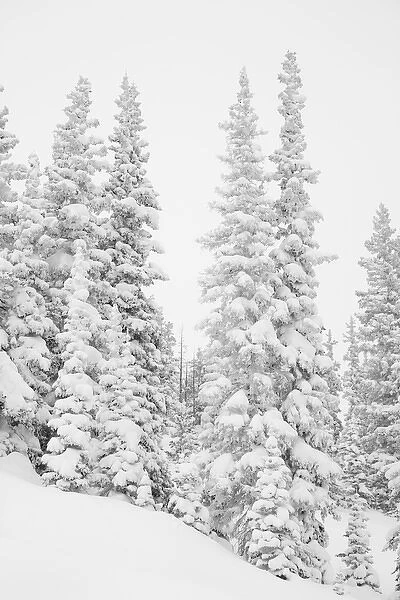 USA, Colorado, San Isabel National Forest. Heavy snowfall dresses forest trees. Credit as