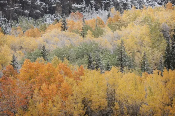 Framed Print : USA, Colorado, San Juan Mountains. Aspen trees after snowstorm Framed Print : USA, Colorado, San Juan Mountains. Aspen trees after snowstorm