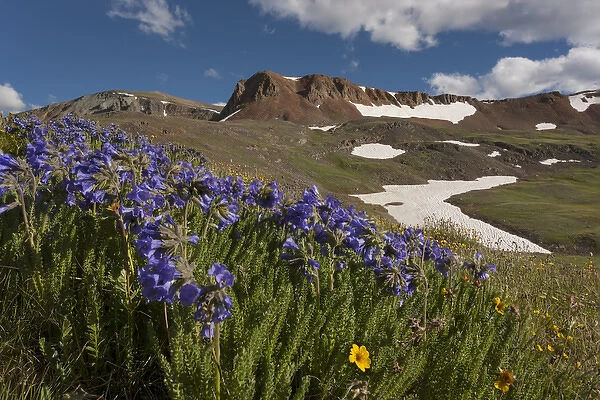 USA, Colorado, San Juan Mountains. Wildflowers on Cinnamon Pass