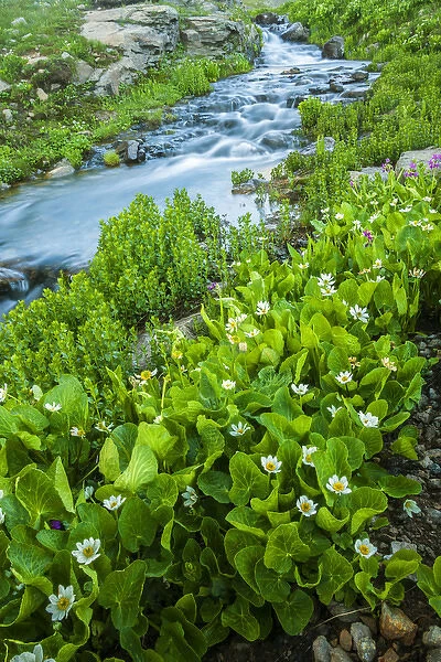 USA, Colorado, San Juan Mountains. Stream cascade and spring marigolds. Credit as