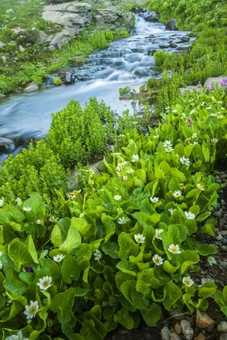 Framed Print : USA, Colorado, San Juan Mountains. Stream cascade and spring marigolds. Credit as Framed Print : USA, Colorado, San Juan Mountains. Stream cascade and spring marigolds. Credit as