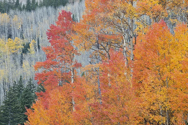 USA, Colorado, San Juan Mountains. Aspen trees in autumn colors