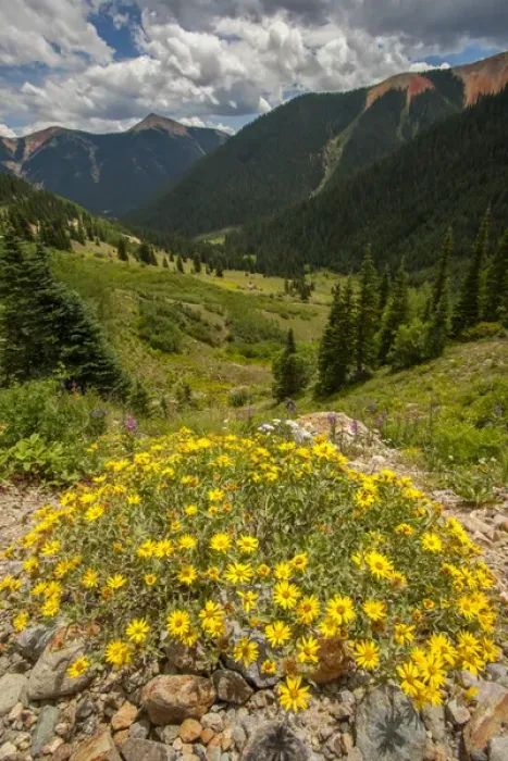 Framed Print : USA, Colorado, San Juan Mountains. Wildflowers in Ophir Pass