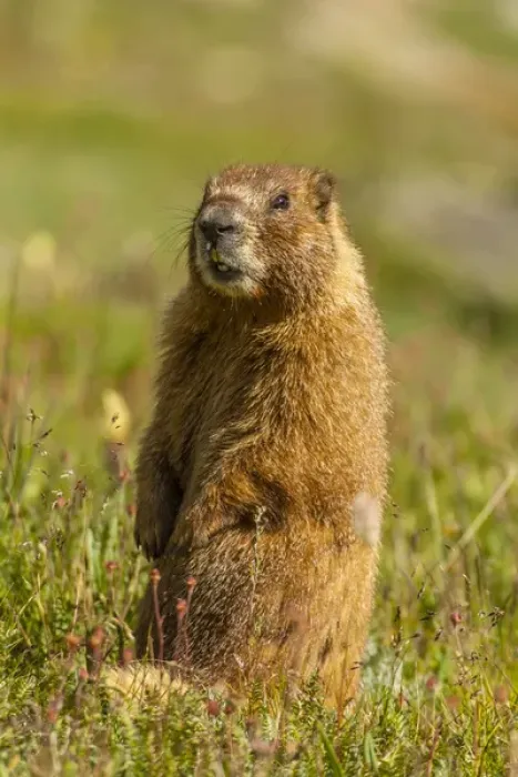 Framed Print : USA, Colorado, San Juan Mountains. Close-up of yellow-bellied marmot standing in grass Framed Print : USA, Colorado, San Juan Mountains. Close-up of yellow-bellied marmot standing in grass