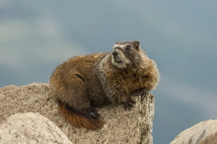 Framed Print : USA, Colorado, San Juan Mountains. Yellow-bellied marmot on rock Framed Print : USA, Colorado, San Juan Mountains. Yellow-bellied marmot on rock