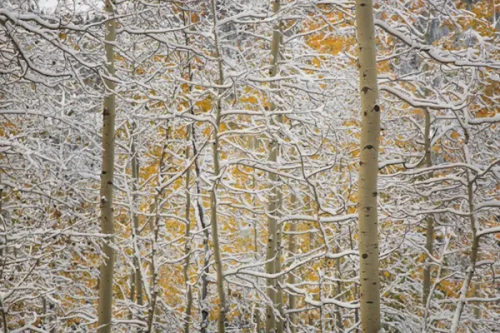 Framed Print : USA, Colorado, San Juan Mountains. Snow on aspen trees