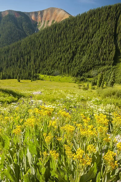 USA, Colorado, San Juan Mountains. Wildflowers and mountain landscape. Credit as