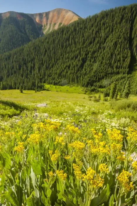 Framed Print : USA, Colorado, San Juan Mountains. Wildflowers and mountain landscape. Credit as