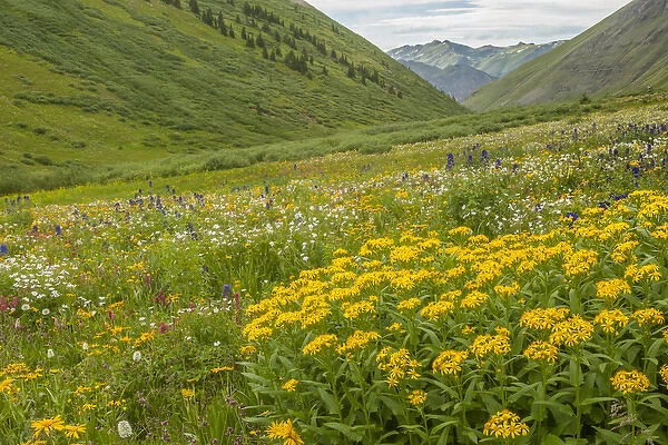 USA, Colorado, San Juan Mountains. Wildflowers in Maggies Gulch