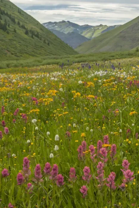 Framed Print : USA, Colorado, San Juan Mountains. Wildflowers in Maggies Gulch Framed Print : USA, Colorado, San Juan Mountains. Wildflowers in Maggies Gulch