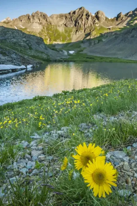 Framed Print : USA, Colorado, San Juan Mountains. Clear Lake and alpine sunflowers Framed Print : USA, Colorado, San Juan Mountains. Clear Lake and alpine sunflowers