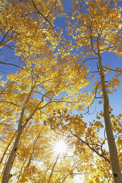 USA, Colorado, San Juan Mountains. Aspen trees in autumn color