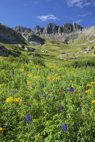 USA, Colorado, San Juan Mountains. Wildflowers in American Basin valley. Credit as