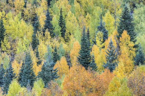USA, Colorado, San Juan Mountains. Forest of aspens and spruce trees in autumn. Credit as