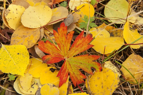 USA, Colorado, San Juan Mountains. Geranium and aspen leaves