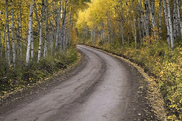 USA, Colorado, San Juan Mountains. Dirt road through aspen forest