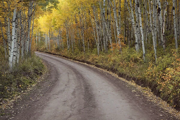 USA, Colorado, San Juan Mountains. Dirt road through aspen forest