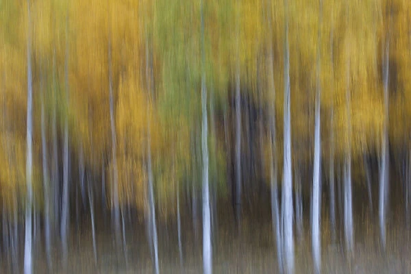 USA, Colorado, San Juan Mountains. Abstract of aspen trees