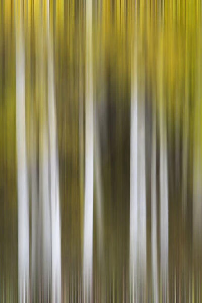 USA, Colorado, San Juan Mountains. Aspen tree abstract