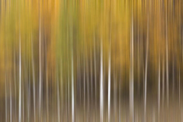 USA, Colorado, San Juan Mountains. Aspen tree abstract