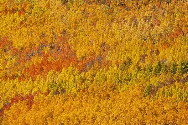 USA, Colorado, San Juan Mountains. Aspen forest in autumn