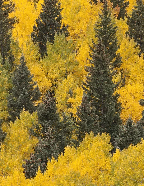 USA, Colorado, San Juan Mountains. Spruce and aspen trees in autumn