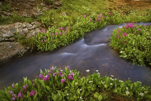 USA, Colorado, San Juan Mountains. Rushing stream and flowers scenic
