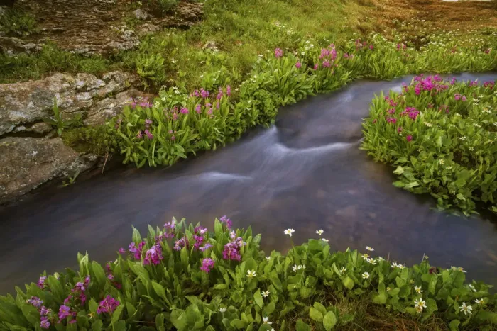 Framed Print : USA, Colorado, San Juan Mountains. Rushing stream and flowers scenic Framed Print : USA, Colorado, San Juan Mountains. Rushing stream and flowers scenic
