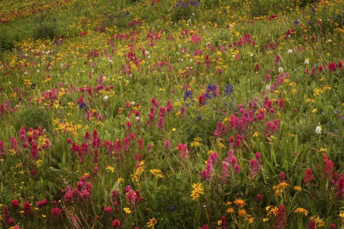 Framed Print : USA, Colorado, San Juan Mountains. Field of wildflowers amid tundra Framed Print : USA, Colorado, San Juan Mountains. Field of wildflowers amid tundra