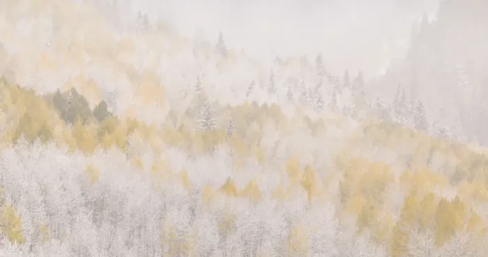Framed Print : USA, Colorado, San Juan Mountains. Freshly falling snow on aspen forest. Credit as Framed Print : USA, Colorado, San Juan Mountains. Freshly falling snow on aspen forest. Credit as