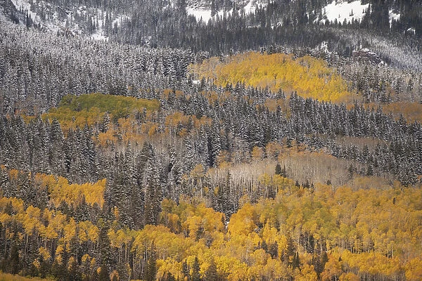 USA, Colorado, San Juan Mountains. Autumn-colored aspen forest on mountain slope. Credit as