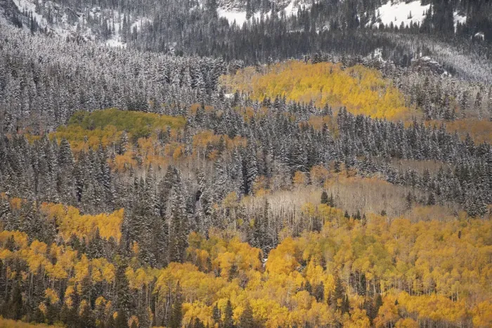 Framed Print : USA, Colorado, San Juan Mountains. Autumn-colored aspen forest on mountain slope. Credit as Framed Print : USA, Colorado, San Juan Mountains. Autumn-colored aspen forest on mountain slope. Credit as