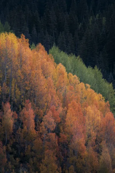 Framed Print : USA, Colorado, San Juan Mountains. Autumn-colored aspen trees on mountain slope