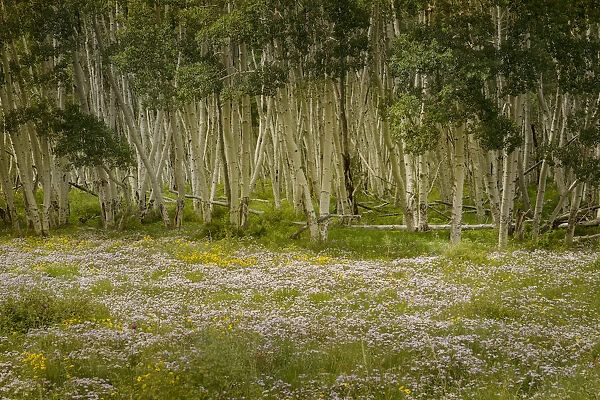 USA, Colorado, San Juan Mountains. Wildflowers in mountain meadow