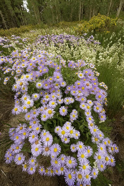 USA, Colorado, San Juan Mountains. Wildflowers in meadow