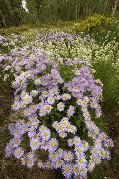 Framed Print : USA, Colorado, San Juan Mountains. Wildflowers in meadow