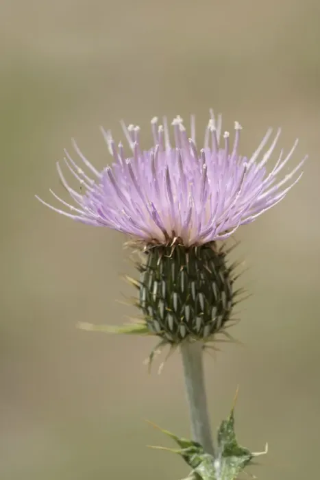 Framed Print : USA, Colorado, San Juan Mountains. Thistle flower close-up Framed Print : USA, Colorado, San Juan Mountains. Thistle flower close-up
