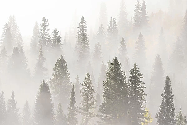 USA, Colorado, San Juan Mountains. Sunrise fog in forest