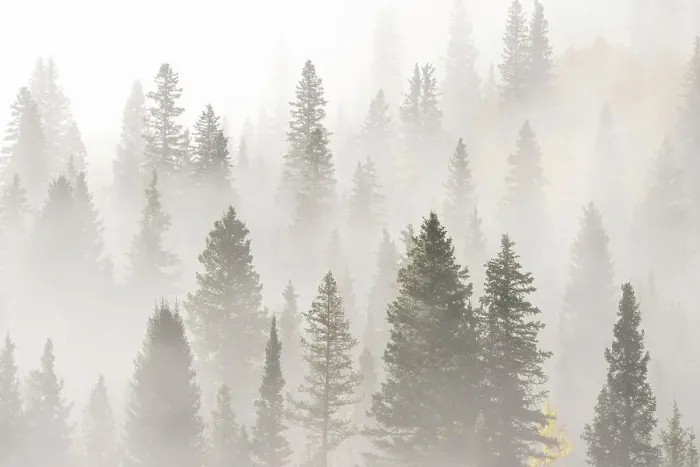 Framed Print : USA, Colorado, San Juan Mountains. Sunrise fog in forest Framed Print : USA, Colorado, San Juan Mountains. Sunrise fog in forest