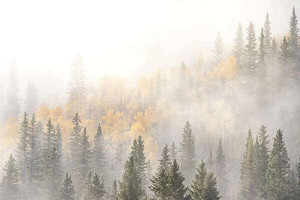 USA, Colorado, San Juan Mountains. Sunrise fog in forest