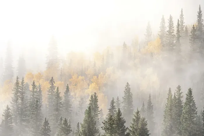 Framed Print : USA, Colorado, San Juan Mountains. Sunrise fog in forest