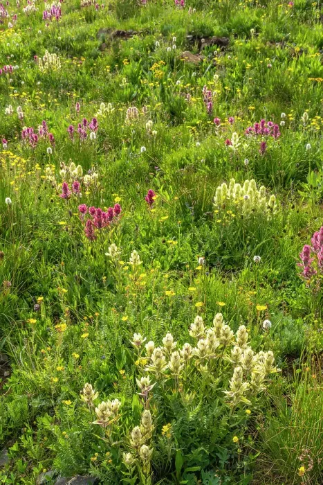 Framed Print : USA, Colorado, San Juan Mountains. Field of wildflowers Framed Print : USA, Colorado, San Juan Mountains. Field of wildflowers