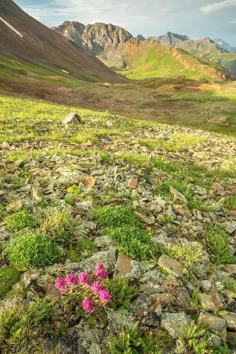 Framed Print : USA, Colorado, San Juan Mountains. Hurricane Pass and wildflowers Framed Print : USA, Colorado, San Juan Mountains. Hurricane Pass and wildflowers