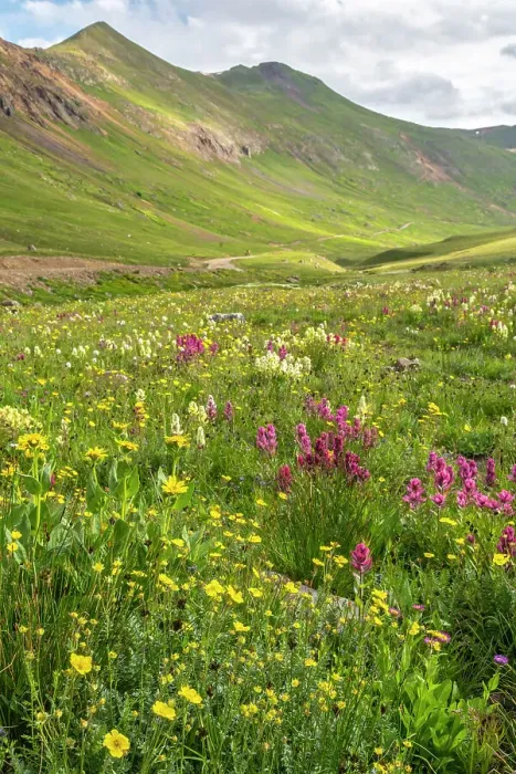 Framed Print : USA, Colorado, San Juan Mountains. Landscape with wildflowers in California Pass Framed Print : USA, Colorado, San Juan Mountains. Landscape with wildflowers in California Pass